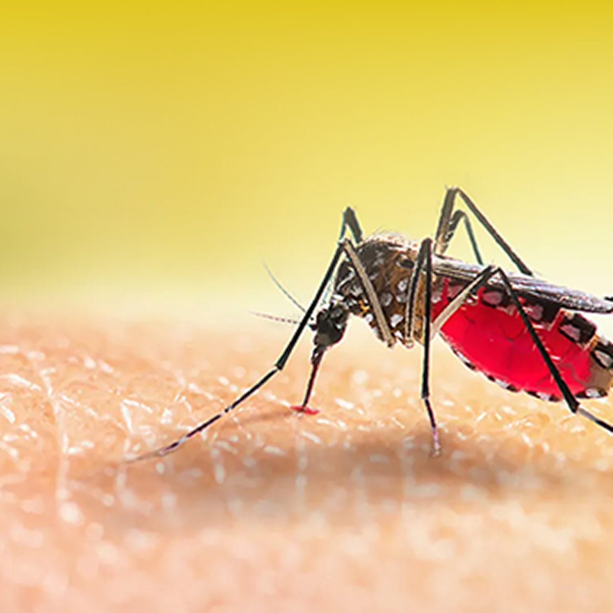 BẠN CÓ BIẾT RÕ CÁC TRIỆU CHỨNG CỦA SỐT XUẤT HUYẾT