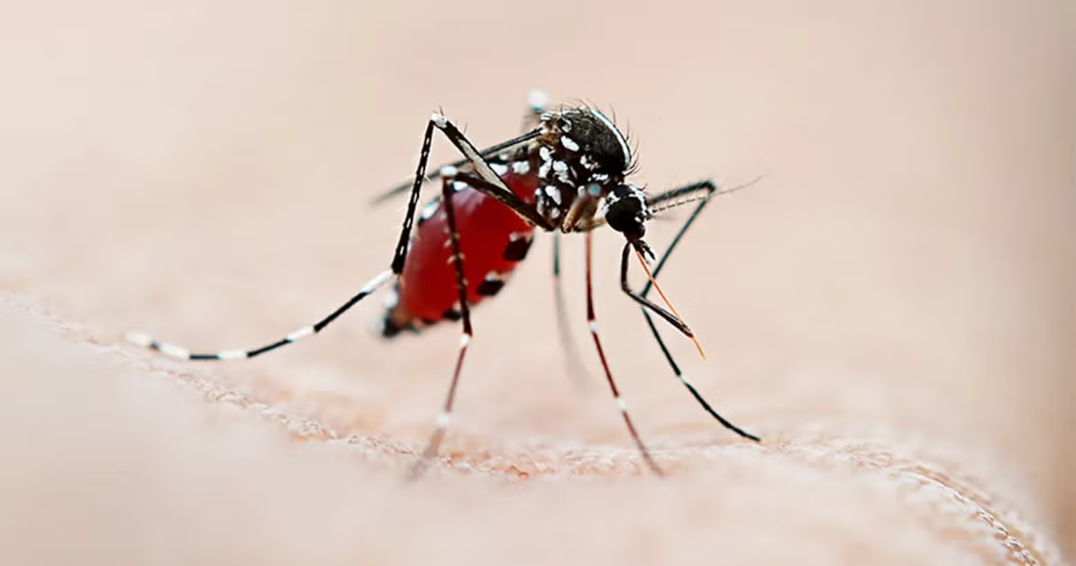 Khám phá thế giới của muỗi & loài muỗi làm lây truyền sốt xuất huyết Dengue: Hướng dẫn